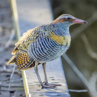 Buff-banded Rail